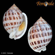 Image of Semicassis bisulcatum japonica (Reeve 1848)
