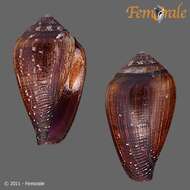 Image of cone snails