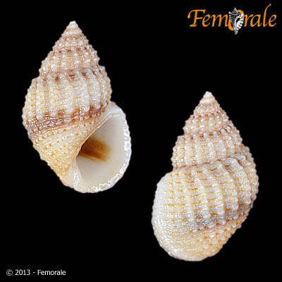 Image of Paludomidae