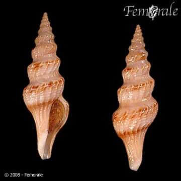 Image of Fusiturridae Abdelkrim, Aznar-Cormano, Fedosov, Kantor, Lozouet, Phuong, Zaharias & Puillandre 2018