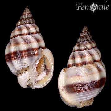 Image of nassa mud snails