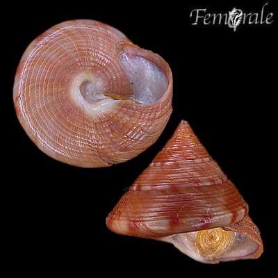 Sivun Calliostoma Swainson 1840 kuva