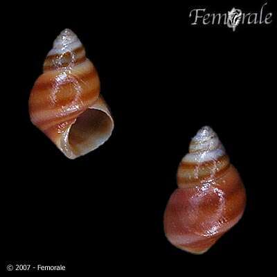 Image of chink snails