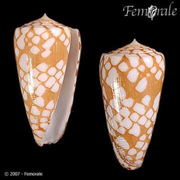 Image of Conus cordigera G. B. Sowerby II 1866