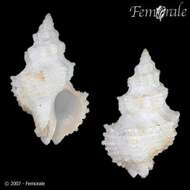 Image of Babelomurex Coen 1922