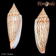 Image of Conus ranonganus da Motta 1978