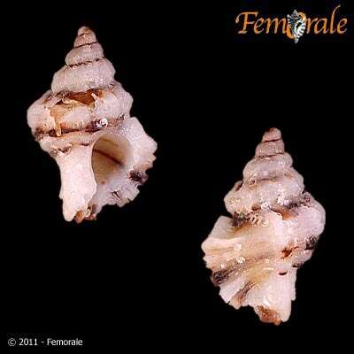 Image of Murex Snails