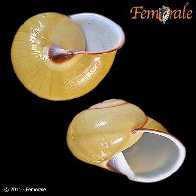 Image of bush snails