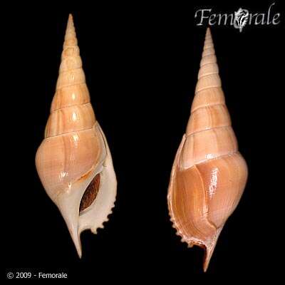 Rostellariidae Gabb 1868 resmi