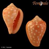 Image of Marginella Lamarck 1799