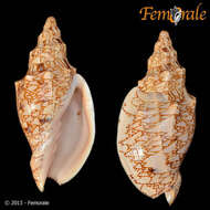 Image of Odontocymbiola Clench & R. D. Turner 1964