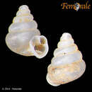 Image of <i>Paraboysidia boettgeri</i> (Moellendorff 1897)