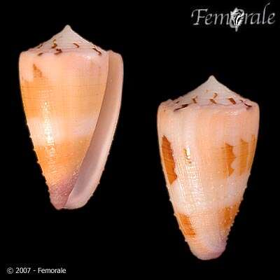 Image of cone snails