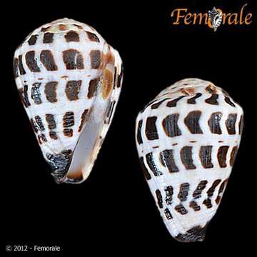 Image of cone snails