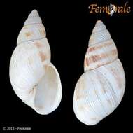 Image of Orthalicidae