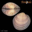Image of magnificent venus clam
