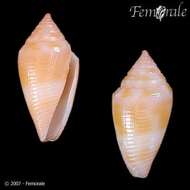 Image of Conasprella damasoi (Cossignani 2007)