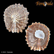 Image of cup-and-saucer snails