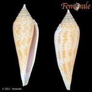 Conasprella Thiele 1929的圖片