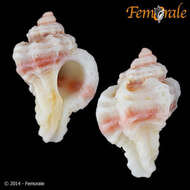 Image of Murex Snails