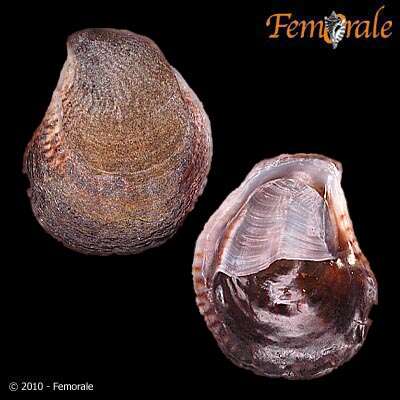 Crepidula striolata Menke 1851 resmi