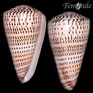 Image of Conus Linnaeus 1758