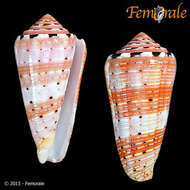 Image of cone snails