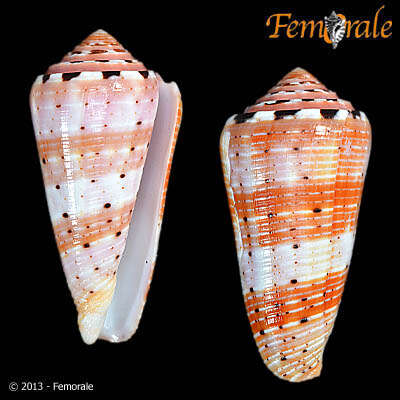 Image of cone snails