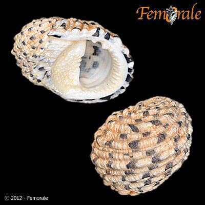 Image of textile nerite