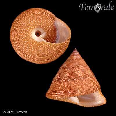 Imagem de Calliostomatidae Thiele 1924