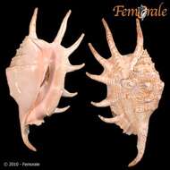 Image of spider conch