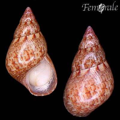 Image of pheasant shells