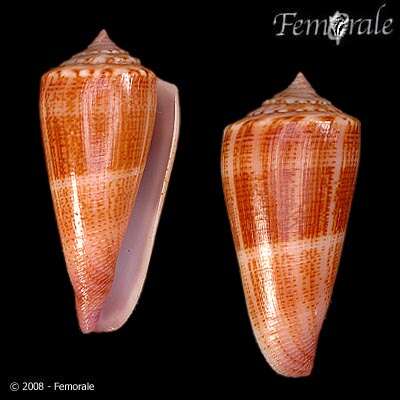 Image of <i>Conus furvus albicans</i> Sowerby 1857