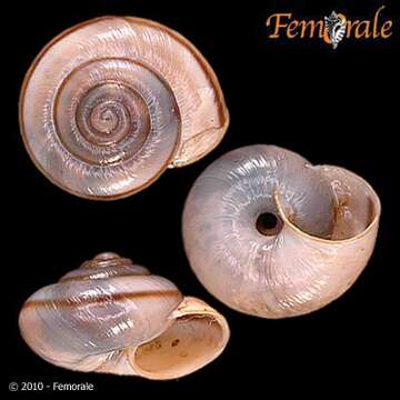 Imagem de Helminthoglyptidae