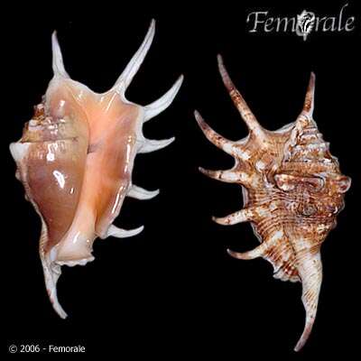 Image of spider conch