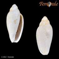 Image of margin snails