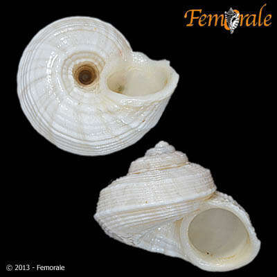 صورة Pomatiidae