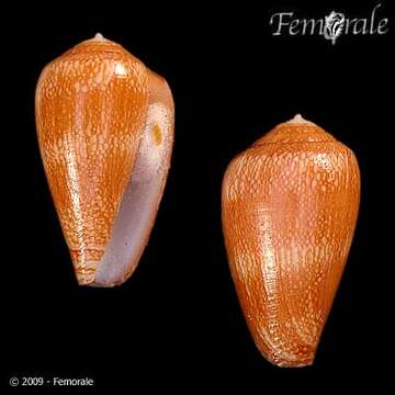 Image of cone snails