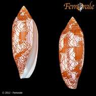 Image of cone snails