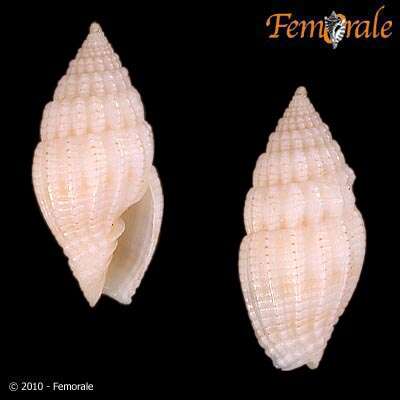 Image de Vexillum approximatum (Pease 1860)