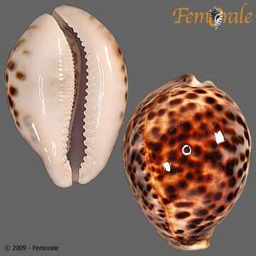 Image of tiger cowrie