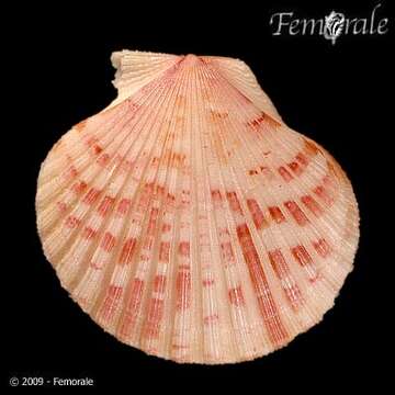 Image of Aequipecten commutatus (Monterosato 1875)