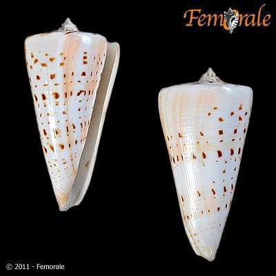 Image of cone snails