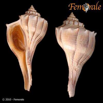 Image of Busycon perversum pulleyi (Hollister 1958)