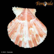 Image of Cryptopecten Dall, Bartsch & Rehder 1938