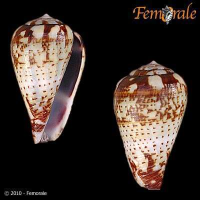 Image of Conus variegatus Kiener 1848