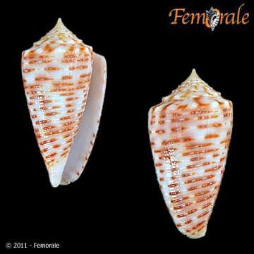 Image de Conus cebuensis Wils 1990