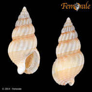 صورة Nassarius kochianus (Dunker 1846)