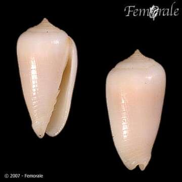 Image of Imbricariopsis Fedosov, Herrmann, Kantor & Bouchet 2018