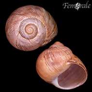 Image of Helix Linnaeus 1758